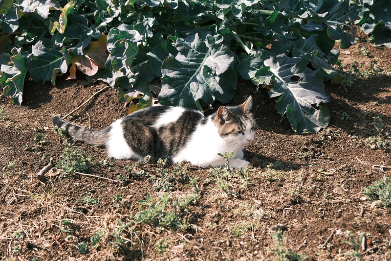 日向ぼっこする畑の猫