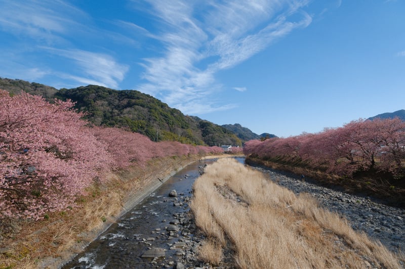 満開の河津桜