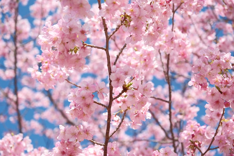 河津桜並木と青い空
