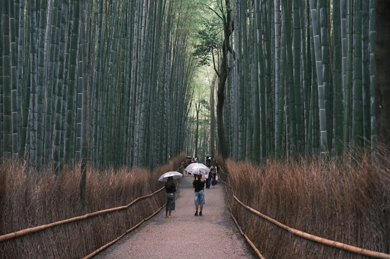 竹林の小径 雨の傘