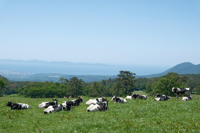 大山まきばみるくの里の放牧風景